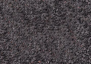 black-rice-square-compressed
